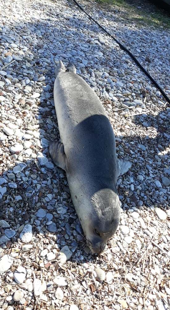 Πάτρα - Νεκρή φώκια ξεβράστηκε στο Μονοδένδρι (φωτο)