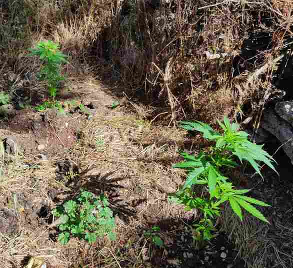 Αχαΐα: Καλλιεργούσε δενδρύλλια κάνναβης σε χωριό των Καλαβρύτων (φωτο)