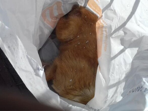 Πάτρα: Κακοποίησαν σκυλάκι και το πέταξαν σε μια νάυλον σακούλα (φωτο) 
