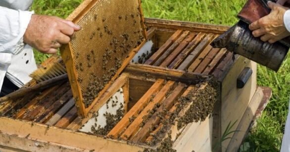 "Άγριες μέλισσες" κράτος και πανδημία για τους μελισσοκόμους της Αχαΐας! 