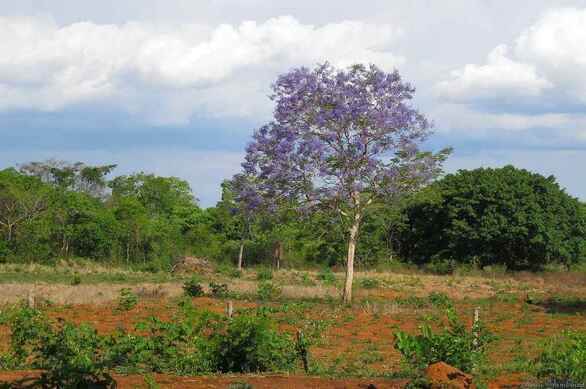 ΚοινοΤοπία: Η μπλε-λιλά-μωβ πινελιά της Γιακαράντας στο αστικό μας τοπίο