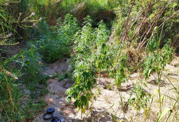 Συνελήφθησαν δύο καλλιεργητές ναρκωτικών σε περιοχή της Αιτωλοακαρνανίας (φωτο)