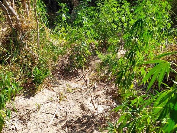 Συνελήφθησαν δύο καλλιεργητές ναρκωτικών σε περιοχή της Αιτωλοακαρνανίας (φωτο)